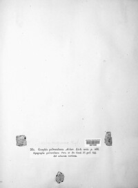 Graphis scripta image